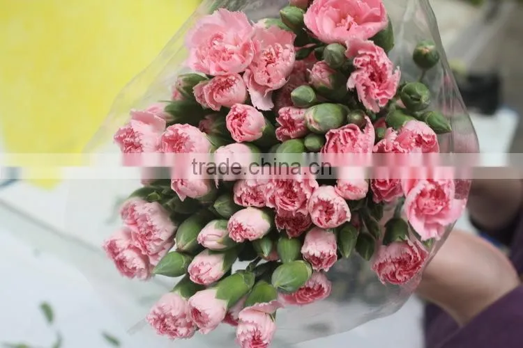 Reasonable price top sell carnation of fresh flower for decoration