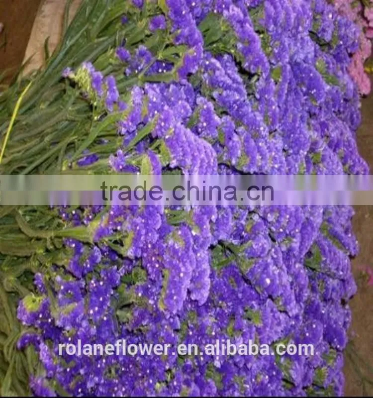 Best Selling Natural Myosotis Sylvatica flower