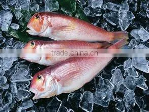 fish ice machine for storage of fish, shrimps, seafood,
