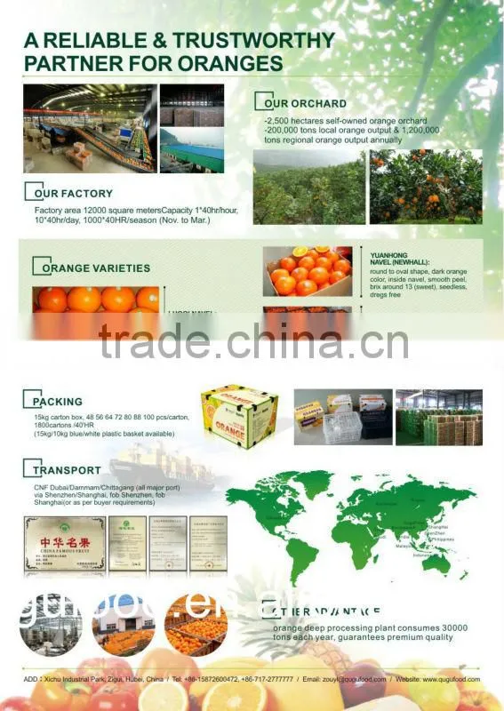 Sweet navel orange 1st class price