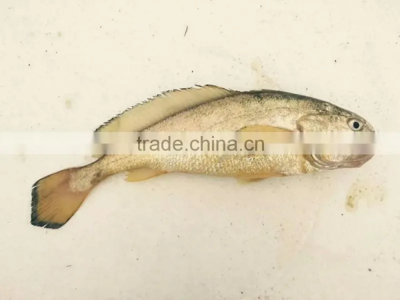 Frozen Seafood Frozen Yellow Croaker, Yellow Croaker Fish Price