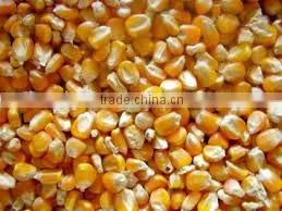 Poultry Feed - Yellow Corn