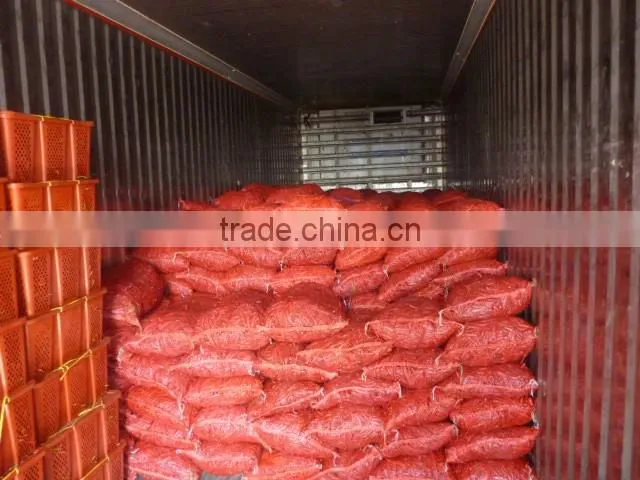 HOT PEPPER, CHILLI +84963818434 whatsapp