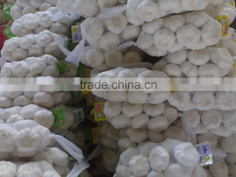 fresh new white garlic
