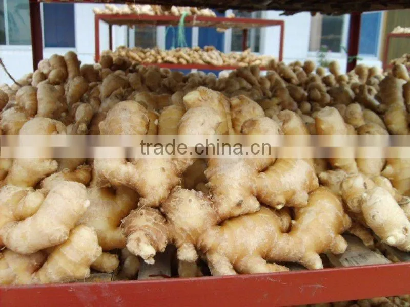 new crop dried ginger