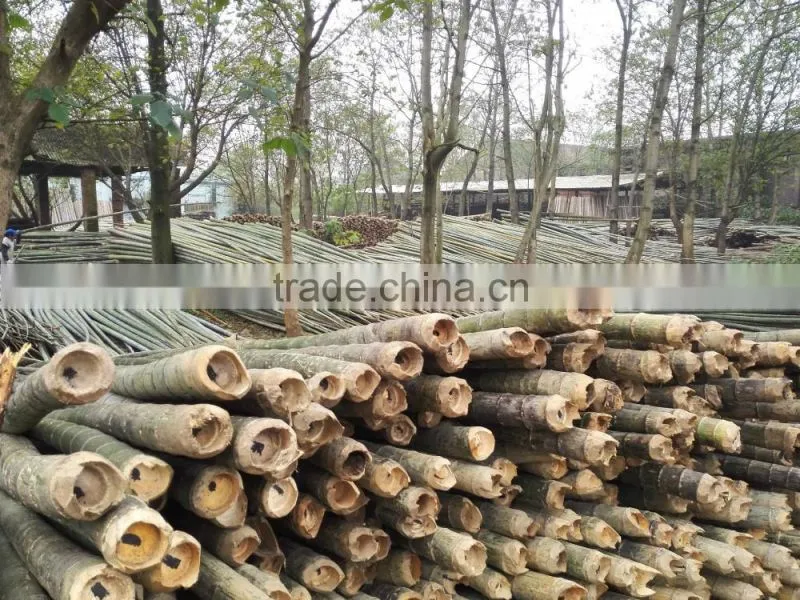 bamboo for garden fense