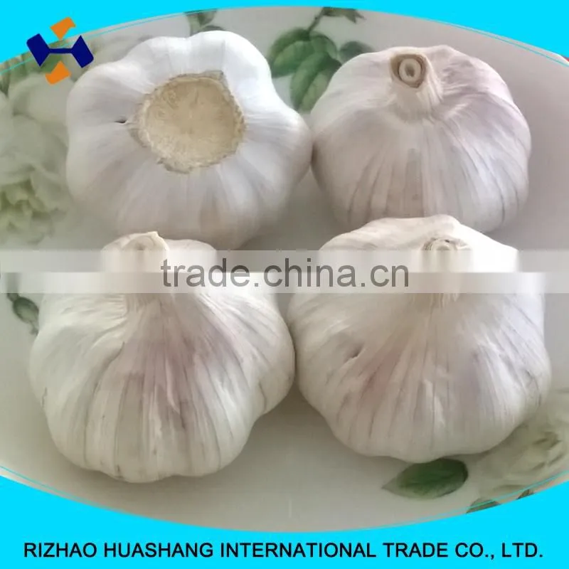 red fresh garlic size5.0cm
