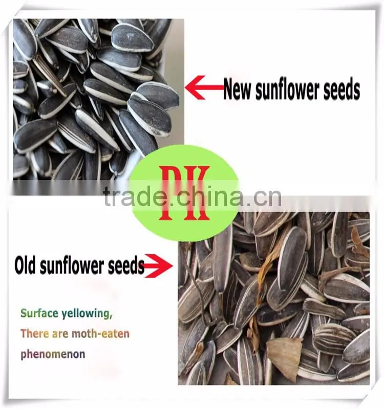 ROASTED AND SALTED SUNFLOWER SEEDS