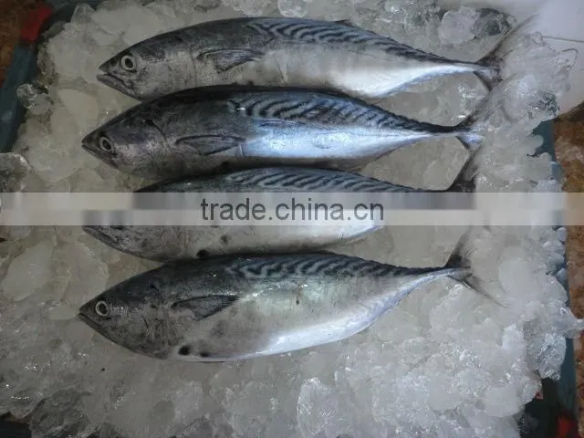 frozen whole round bonito fish
