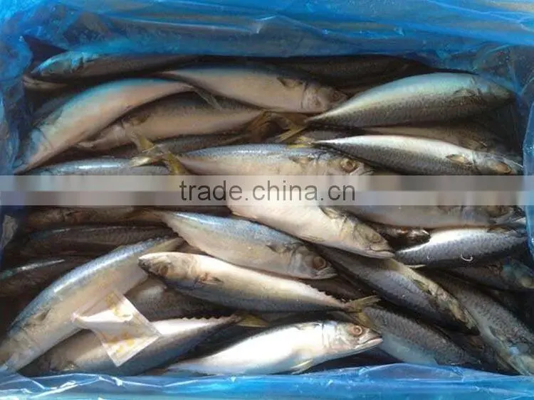 hot sale grade A horse mackerel