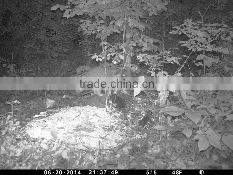 Hunting Trail Camera