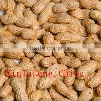 New crop roasted peanut in shell