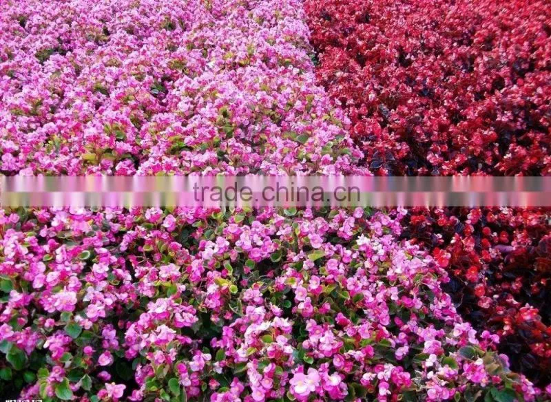 small package liquid organic flower fertilizer