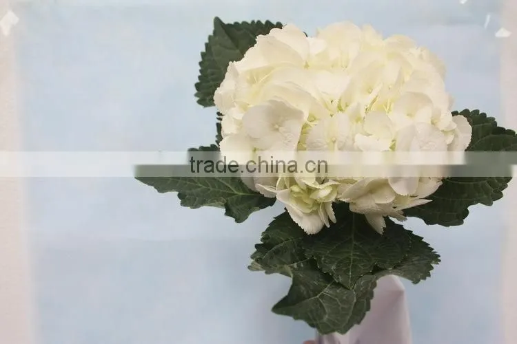Alibaba china hotsell flower gift hydrangea