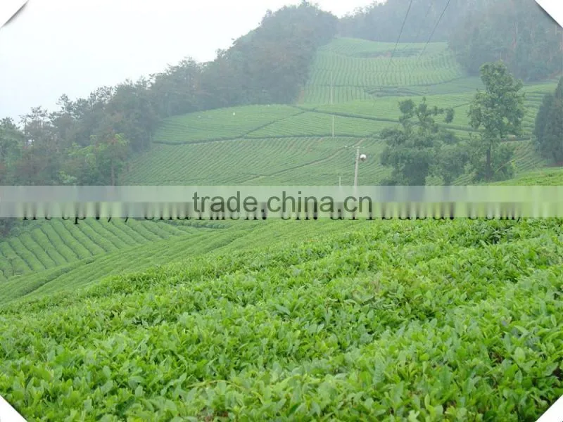china tea High quality best selling chunmee tea 9369 9368 9367
