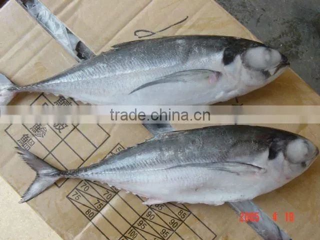 horse mackerel