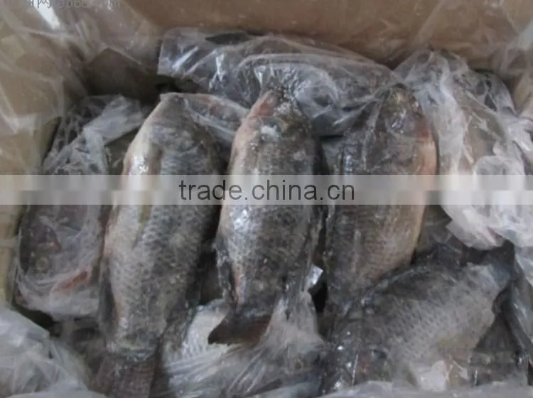 wholesale food price frozen tilapia whole tilapia fish