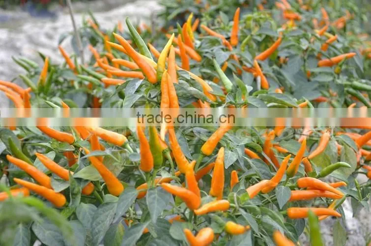 Hot sale hybrid orange colour chili pepper seeds-Jin guan