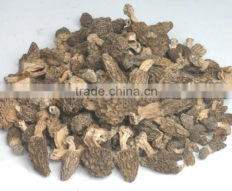 dry Morchella conica toadstool morel market price