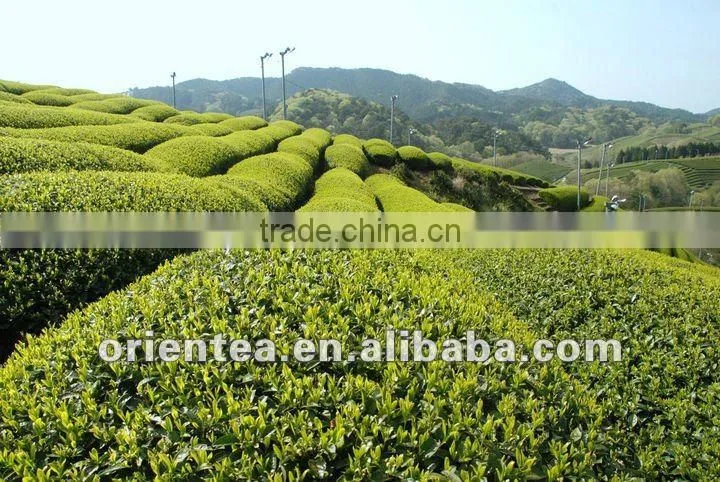 Japanese Style Japanese Flavor Steamed Green Tea Sencha