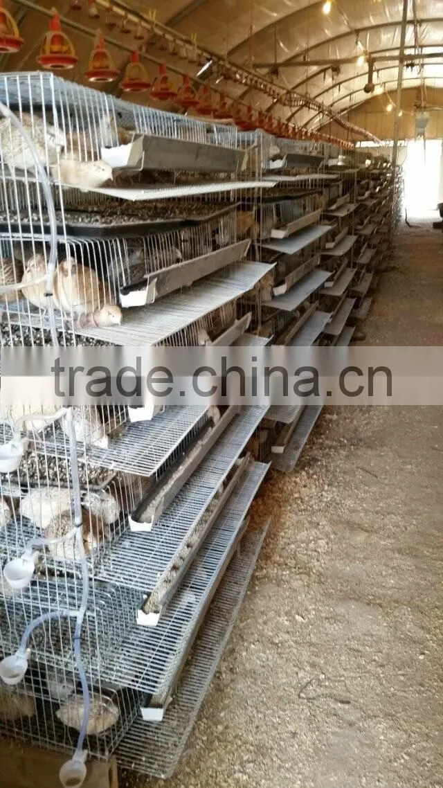 Layer Quail Cages For Sale From Direct Factory