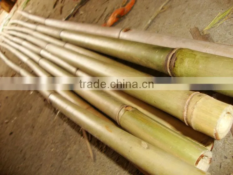 bamboo produce &bamboo cane