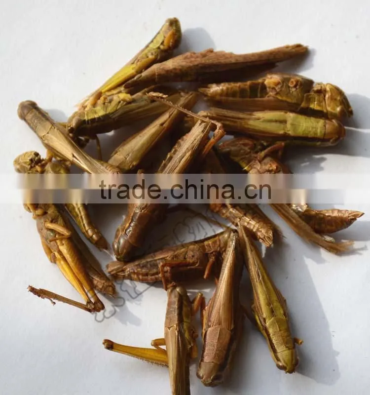 Pet Food Supplies Frozen Dried Grasshopper