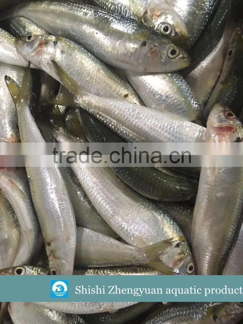 New landing Frozen fresh unprocessed HGT sardine