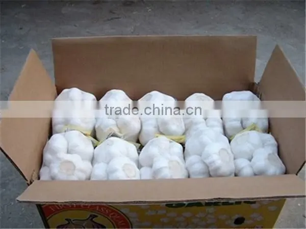 China factory price first grade pure white garlic fresh