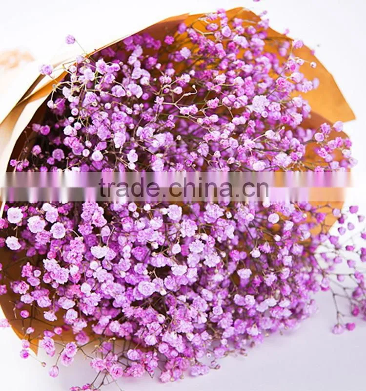 Special unique nature preserved gypsophila