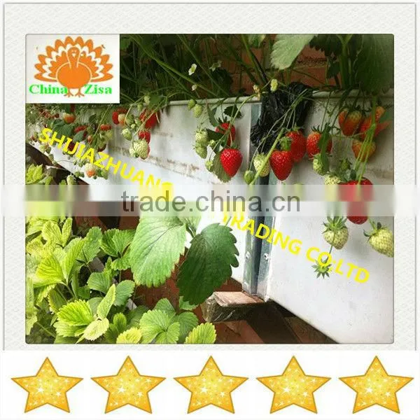HDPE greenhouse growing tray and grow box