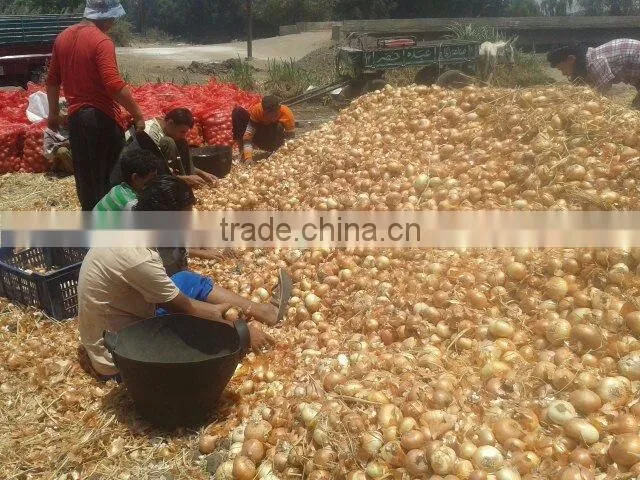 Fresh Onion From Egypt