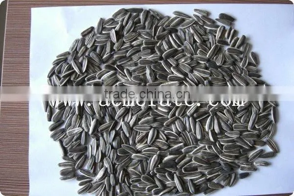 Black Sunflower Seeds in Shell