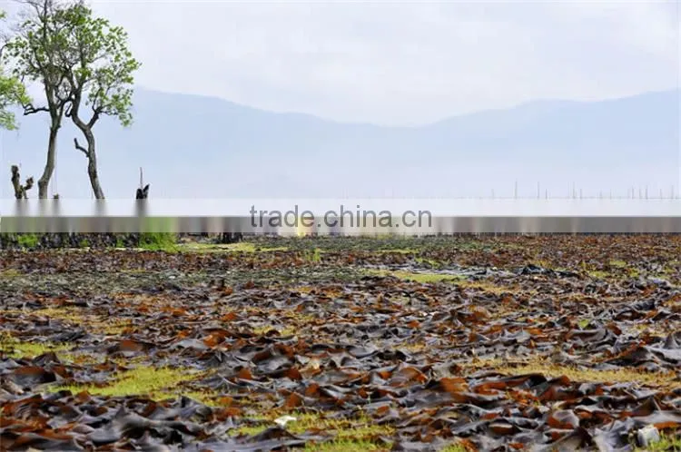 Best sell organic sargassum seaweed fertilizer for potato with competitive price