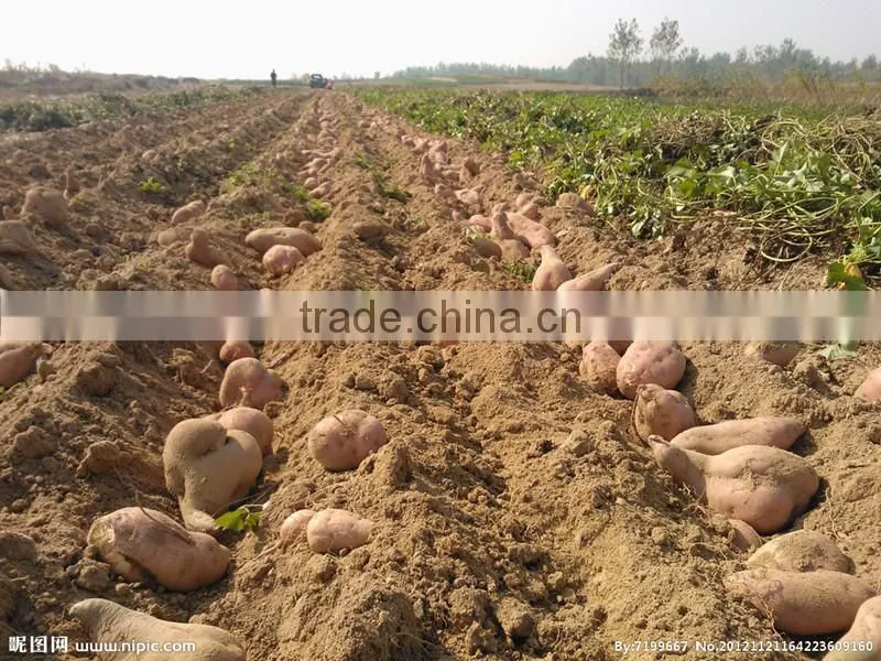 Rich Experience Manufacturing potatoes harvester machine (Skype:mayjoy61)