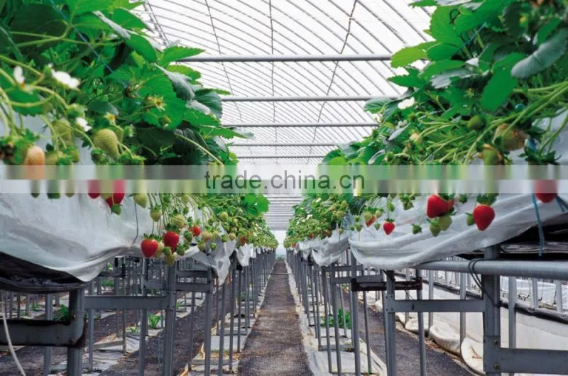 BaoLiDa High quality PE sheet greenhouse hot-dip galvanized steel tube tomato greenhouse