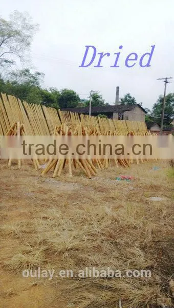 Raw material nature color Tonkin bamboo poles/Tsinglee bamboo