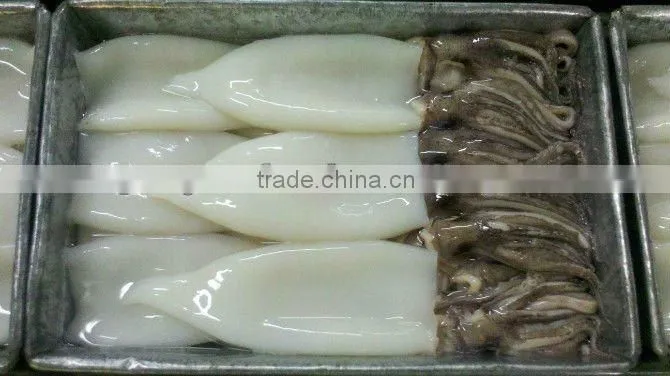 Frozen Squid Tentacle and Tube
