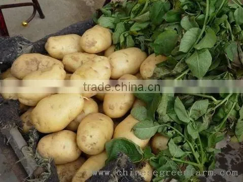 2013latest fresh potato