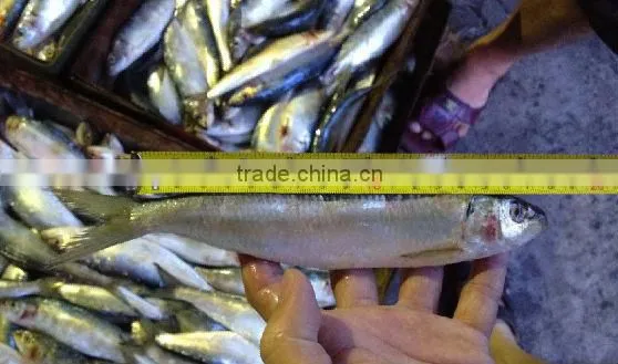 Low price frozen sardine fish