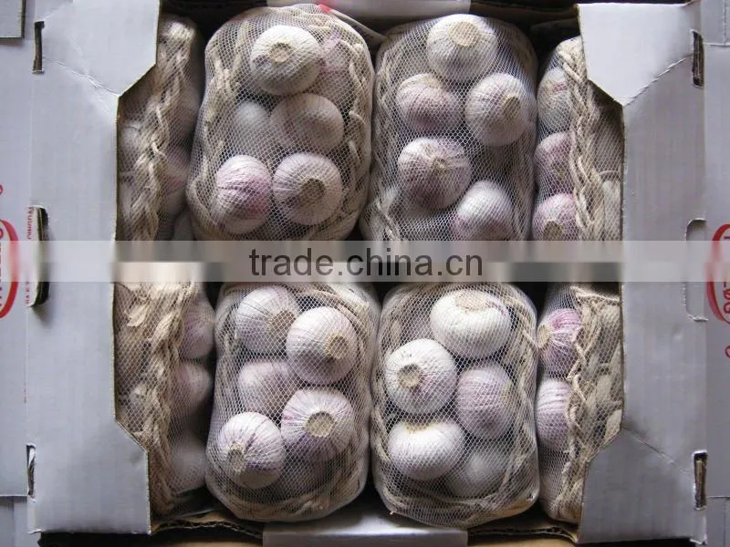 Pure White Fresh Garlic