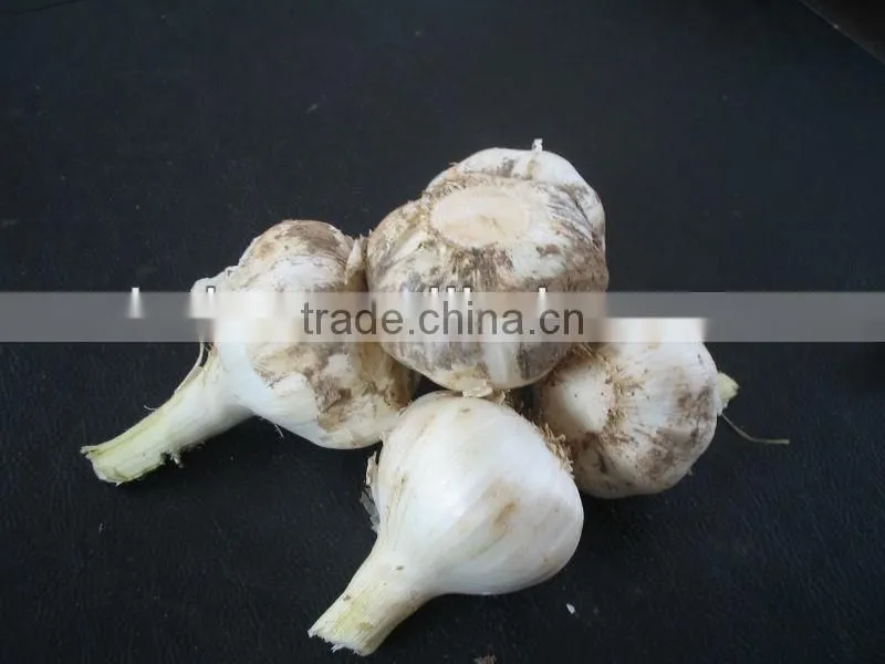 Factory supply garlic root stem cutting machine