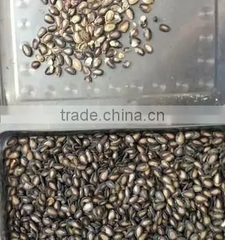 Water melon seeds Color Sorter