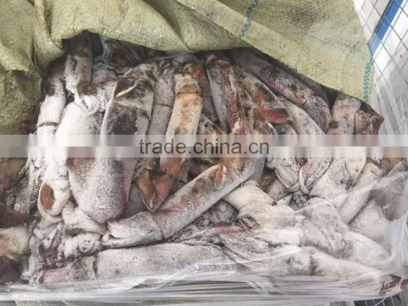 Frozen squid