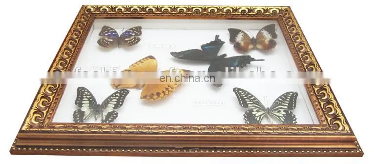 2015 New real butterfly gift picture frame for Art Collection or home decoratons