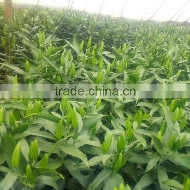 High quality Dalma fresh flower gerbera from chine