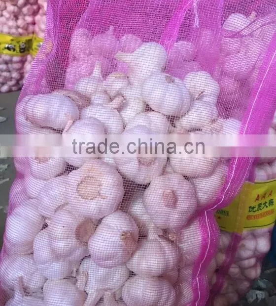 pure white garlic