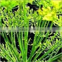 Dill Oil