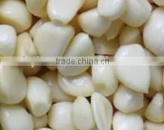Fresh white garlic