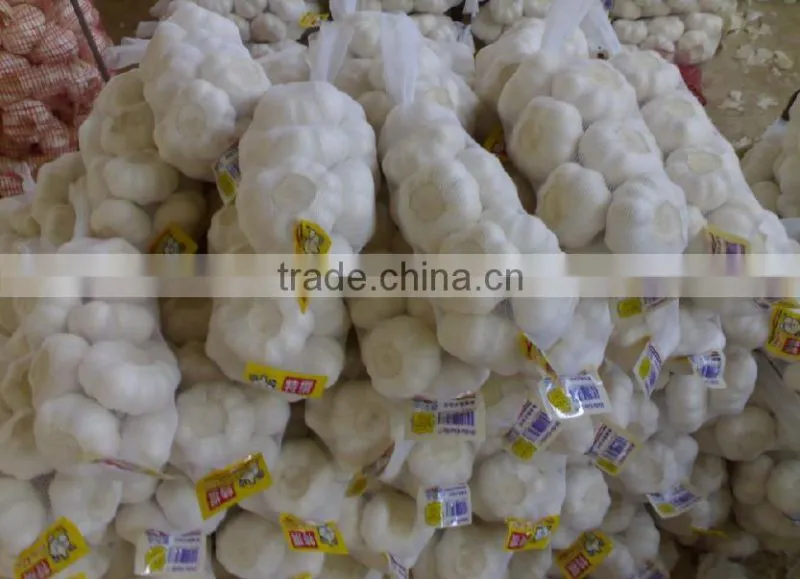 fresh new white garlic